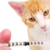 cat injection