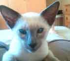 Aramis The Siamese Cat