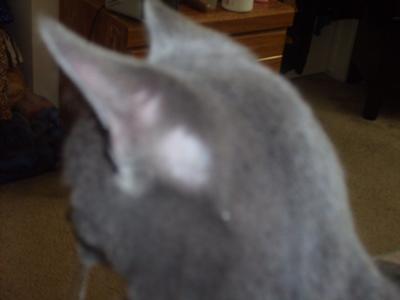Cat Is Losing Hair On Her Neck It Started As A Few Scabs Then A Bald Patch And It Just Grew She Was Flea Treated Shortly Lost Hair Hair Falling Out