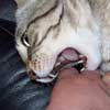 biting cat