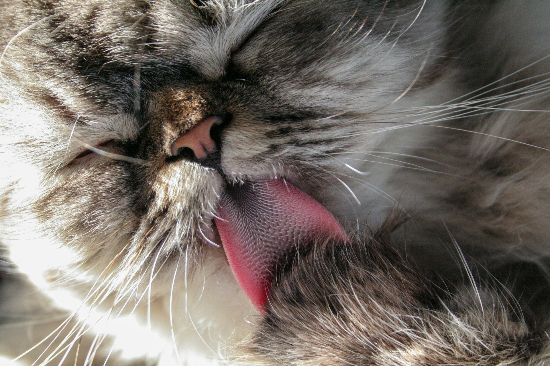 Cat Tongue licking fur